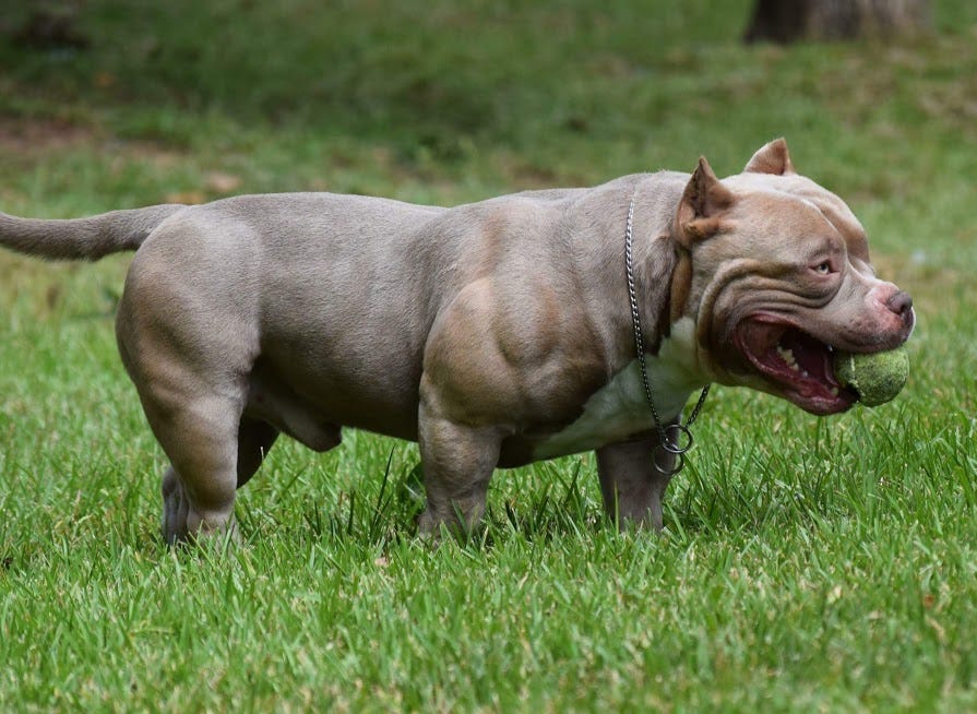 American Bully