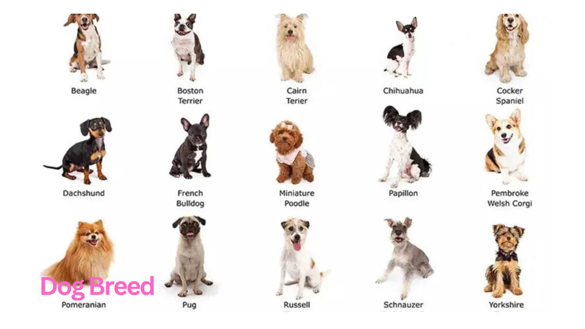 The Ultimate Guide to Choosing the Right Dog Breed for Your Lifestyle