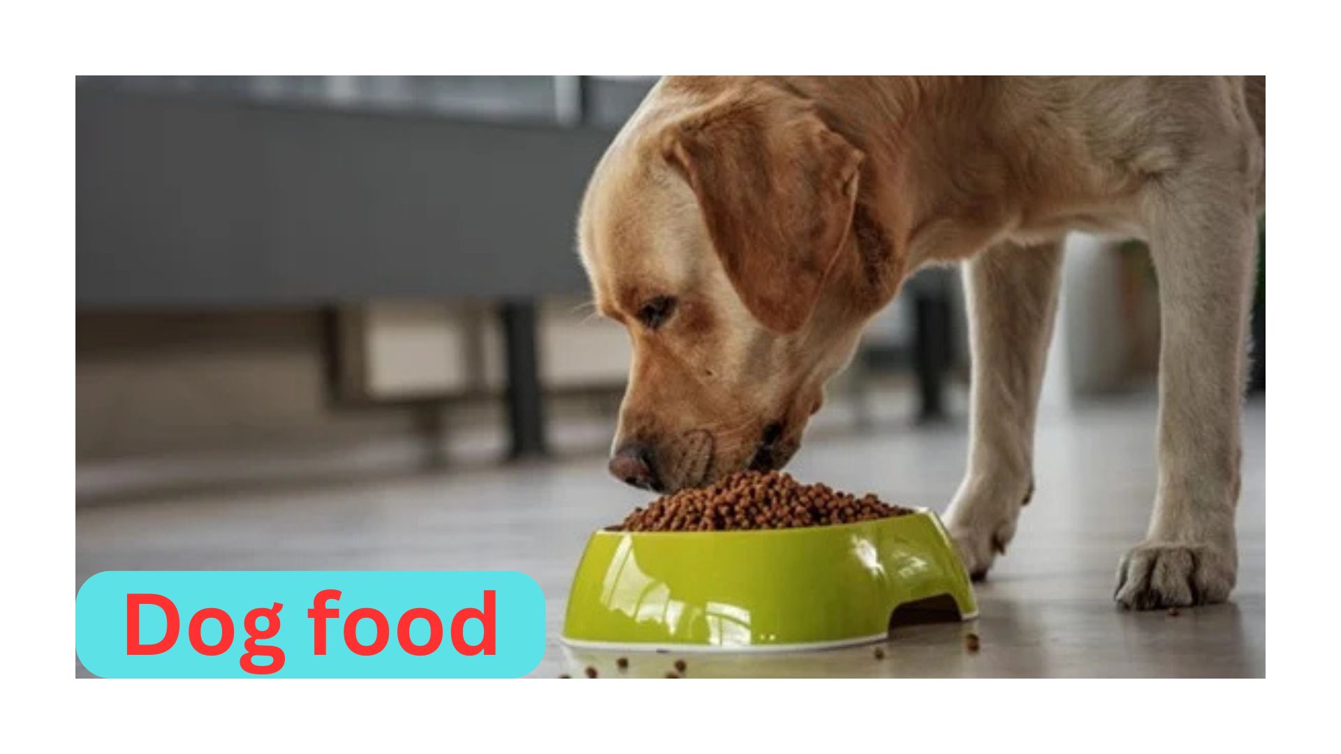 The Ultimate Guide to Choosing the Best Dog Food for Your Pet's Health