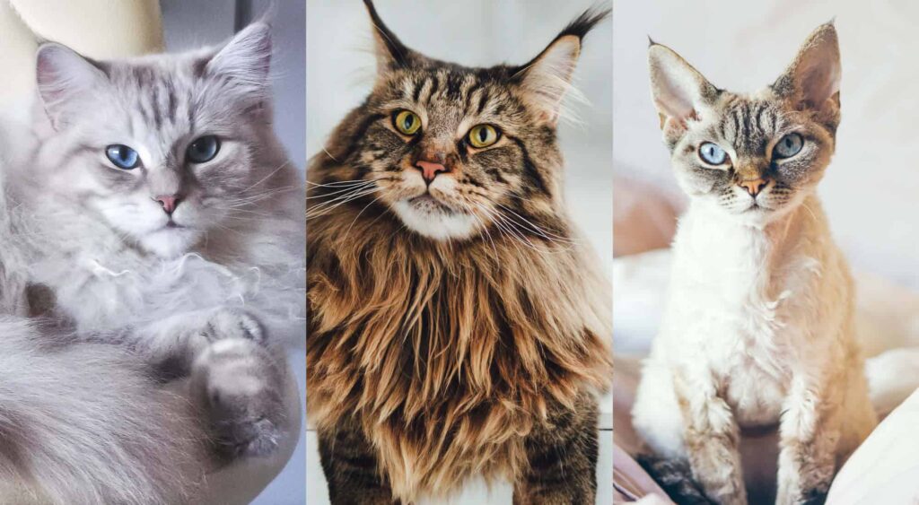 Cat Breeds