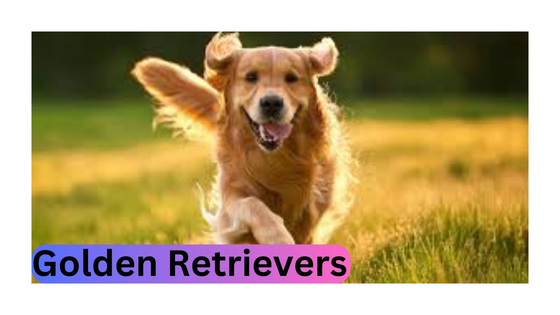 Golden Retrievers: The Ultimate Family Companion 2024