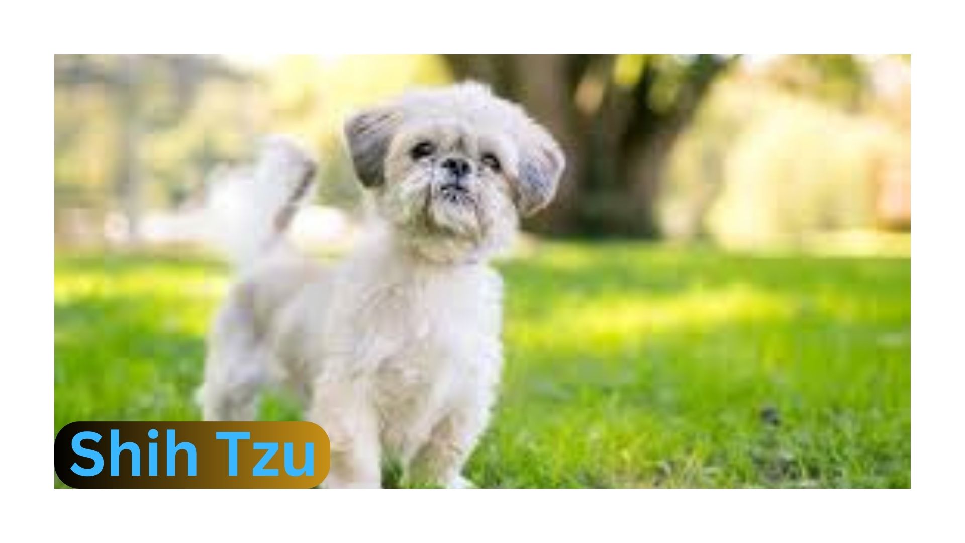 The Shih Tzu: A Comprehensive Guide to This Beloved Companion