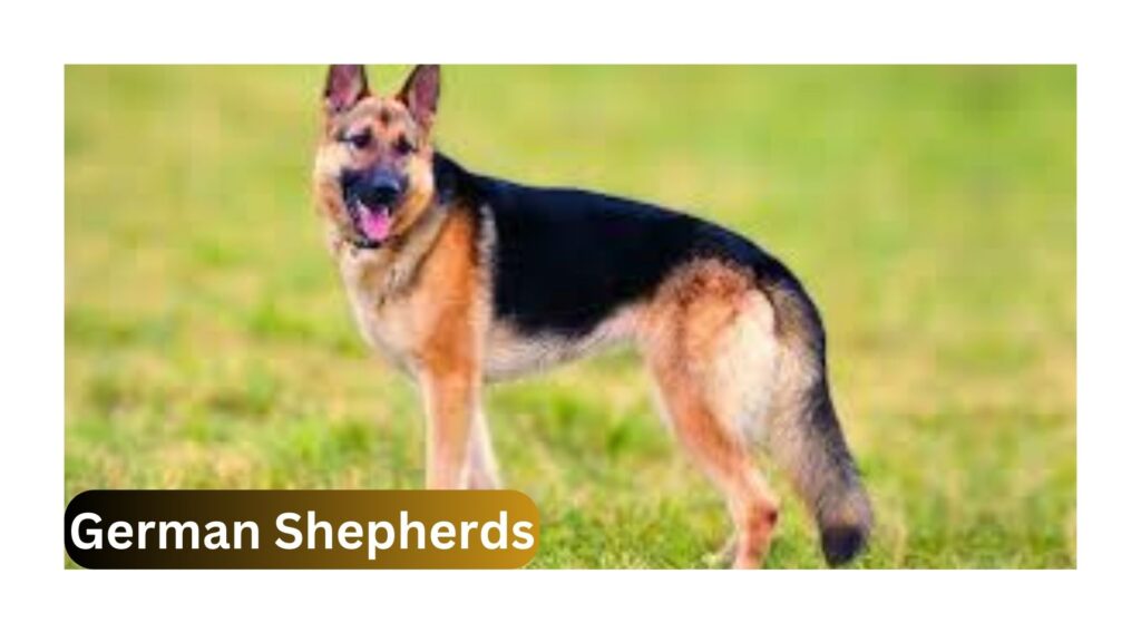 German Shepherds