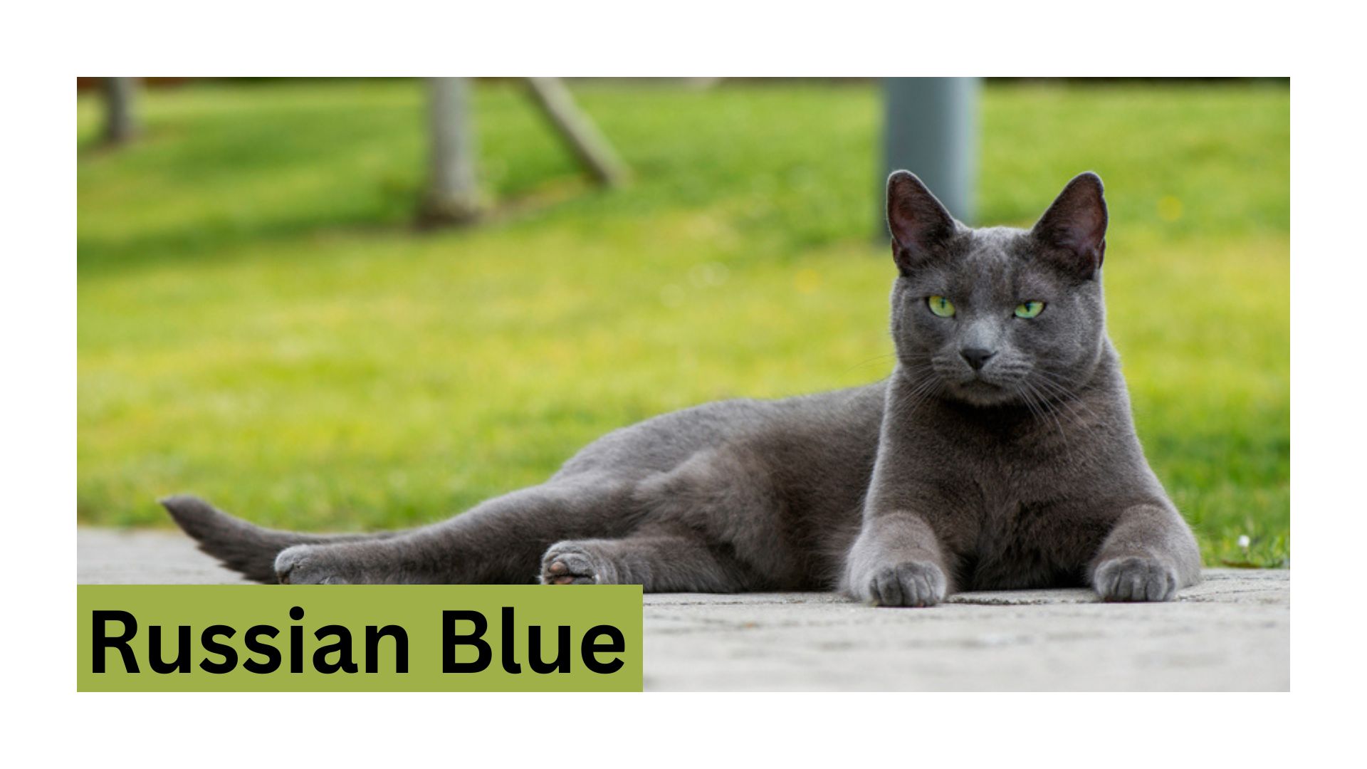 The Ultimate Guide to the Russian Blue: A Majestic Feline Companion